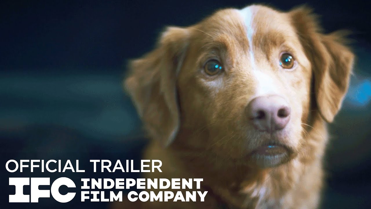 Good Boy Trailer Good Boy Trailer